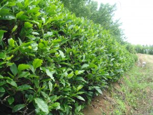 采摘節之九龍吐翠